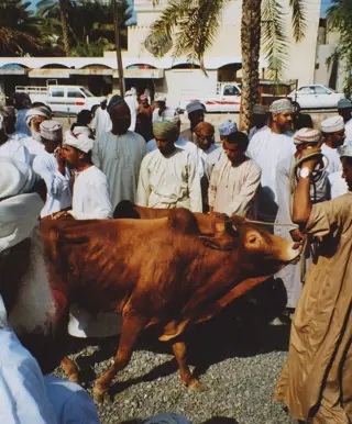 Mische dich unter die Schaulustigen auf dem Tiermarkt von Nizwa